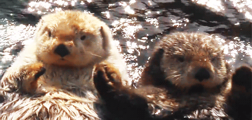 kontentino otters love